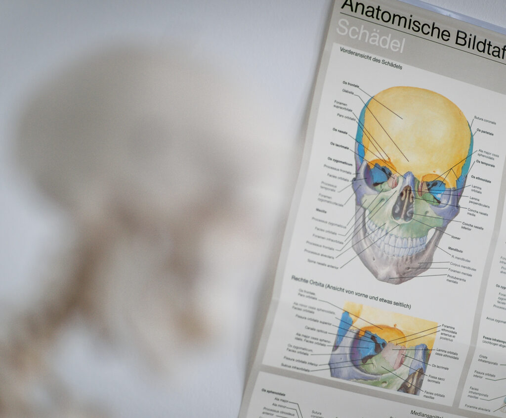 Anatomische Bildtafel