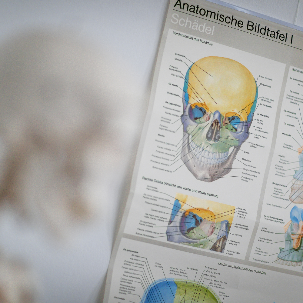 Anatomische Bildtafel